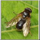 Cheilosia himantopus  - Erzschwebfliege m04.jpg